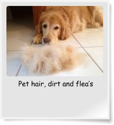 Pet hair, dirt and flea’s